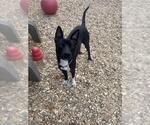 Small #1 Staffordshire Bull Terrier Mix