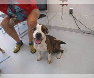 American Staffordshire Terrier Dogs for adoption in Ocala, FL, USA