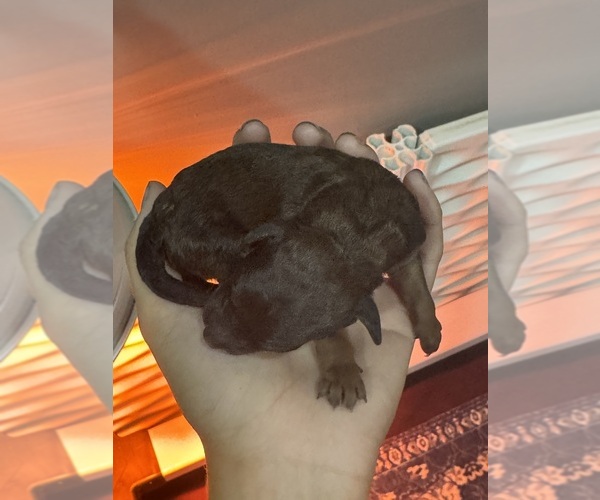 Medium Photo #1 Poodle (Standard) Puppy For Sale in LONGMONT, CO, USA