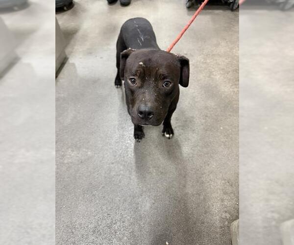 Medium Photo #1 American Pit Bull Terrier Puppy For Sale in Forestville, MD, USA
