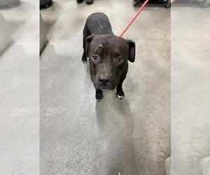 Medium American Pit Bull Terrier