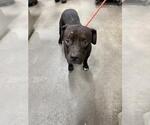 Small American Pit Bull Terrier