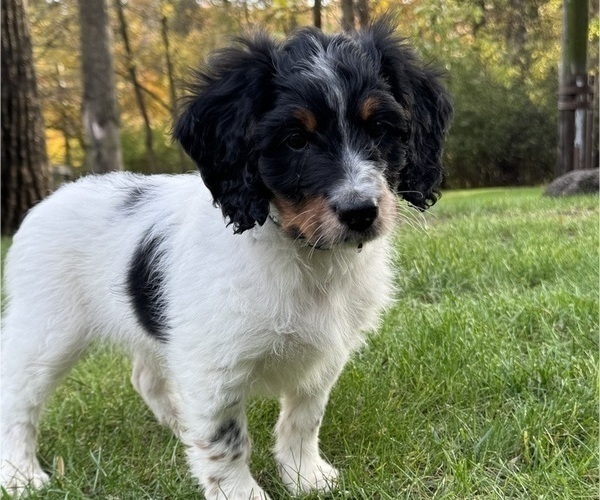 Medium Photo #7 Bernedoodle (Miniature) Puppy For Sale in DENVER, PA, USA