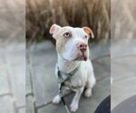 Small #1 American Pit Bull Terrier