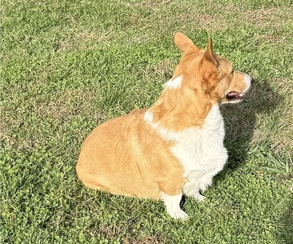 Medium Photo #2 Pembroke Welsh Corgi Puppy For Sale in MANSFIELD, MO, USA