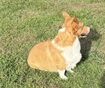 Bandit - Male Pembroke Welsh Corgi Puppy for Sale - Photo #2