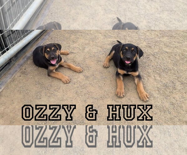 Medium Photo #3 German Shepherd Dog-Unknown Mix Puppy For Sale in Riverside, CA, USA