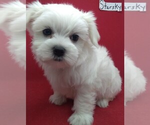Maltese Puppy for sale in NASHVILLE, NC, USA