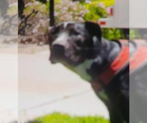 American Pit Bull Terrier-Unknown Mix Dogs for adoption in Lodi, CA, USA