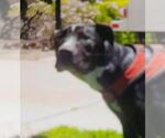 Small American Pit Bull Terrier Mix