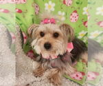 Small #5 Mutt