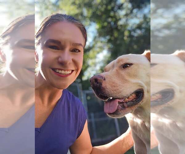 Medium Photo #2 Labrador Retriever-Unknown Mix Puppy For Sale in Woodbury, NY, USA