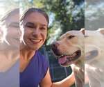 Small Photo #2 Labrador Retriever-Unknown Mix Puppy For Sale in Woodbury, NY, USA