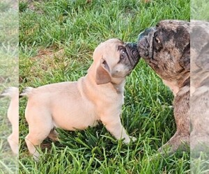 French Bulldog Puppy for sale in HARTSBURG, MO, USA