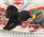 Small Photo #122 Labrador Retriever Puppy For Sale in MERIDEN, KS, USA