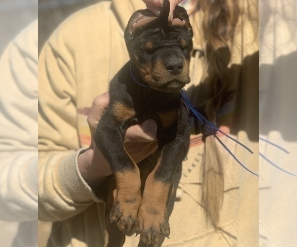 Medium Photo #5 Doberman Pinscher Puppy For Sale in BARNETT, MO, USA