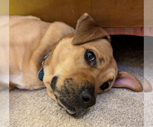 Honey - Female Mutt Dog for Adoption - Photo #4