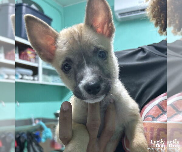 Medium Photo #3 Chihuahua-Unknown Mix Puppy For Sale in Washington, DC, USA