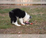 Small Photo #12 Old English Sheepdog Puppy For Sale in MARIONVILLE, MO, USA