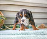 Small #3 Beabull