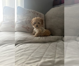 Poodle (Toy) Puppy for sale in PLAINFIELD, IL, USA