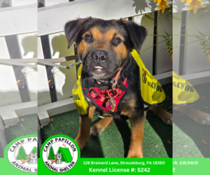 Bernese Mountain Dog-Unknown Mix Dogs for adoption in Stroudsburg, PA, USA