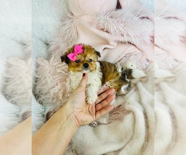 Medium Photo #10 Pomapoo (Toy) Puppy For Sale in MIAMI, FL, USA