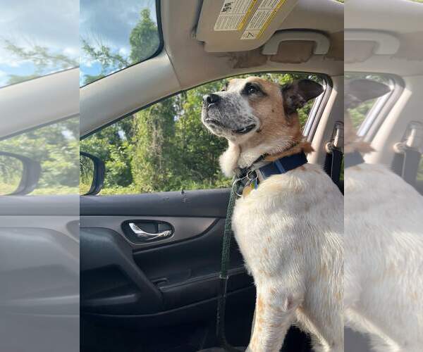 Medium Photo #14 Mutt Puppy For Sale in Rockaway, NJ, USA