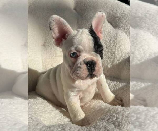 Medium Photo #12 French Bulldog Puppy For Sale in RENTON, WA, USA