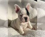 Small #11 French Bulldog