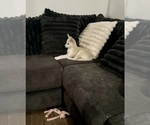 Small Photo #97 Pomsky Puppy For Sale in LOVELAND, CO, USA