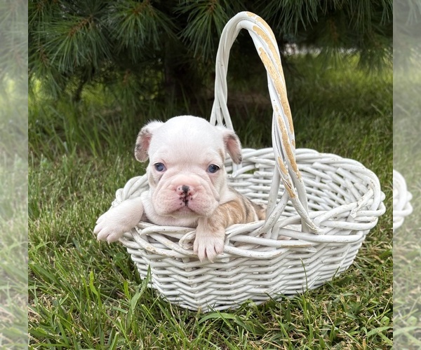 Medium Photo #3 French Bulldog Puppy For Sale in MIDDLEBURY, IN, USA