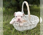 Small #2 French Bulldog