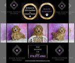 Small Photo #61 Maltipoo (Miniature) Puppy For Sale in WARSAW, IN, USA
