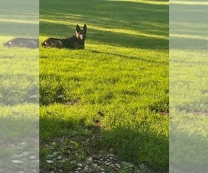 Father of the German Shepherd Dog puppies born on 07/03/2025