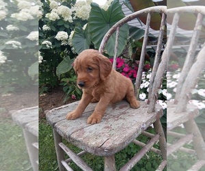 Medium Golden Retriever
