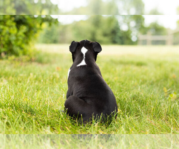 Medium Photo #7 Boston Terrier Puppy For Sale in WARSAW, IN, USA