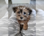 Puppy Fiona Sold Havanese