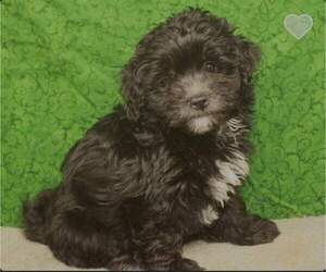 ShihPoo Puppy for Sale in SHAWNEE, Oklahoma USA