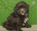 Small Photo #1 ShihPoo Puppy For Sale in SHAWNEE, OK, USA