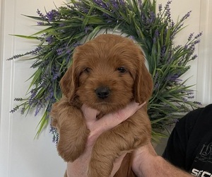 Goldendoodle (Miniature) Puppy for sale in SIERRA VISTA, AZ, USA