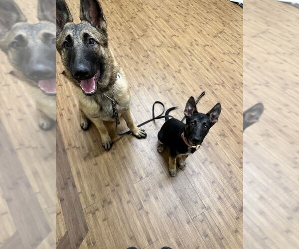 Medium Photo #7 German Shepherd Dog-Unknown Mix Puppy For Sale in West Sacramento, CA, USA