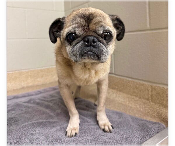 Medium Photo #1 Pug Puppy For Sale in Indianapolis, IN, USA