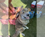 Small #4 Akita-Australian Shepherd Mix