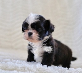 Shih Tzu Puppy for sale in CAPE MAY, NJ, USA