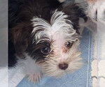 Small Shih Tzu