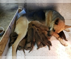 Mother of the Malinois puppies born on 12/07/2021