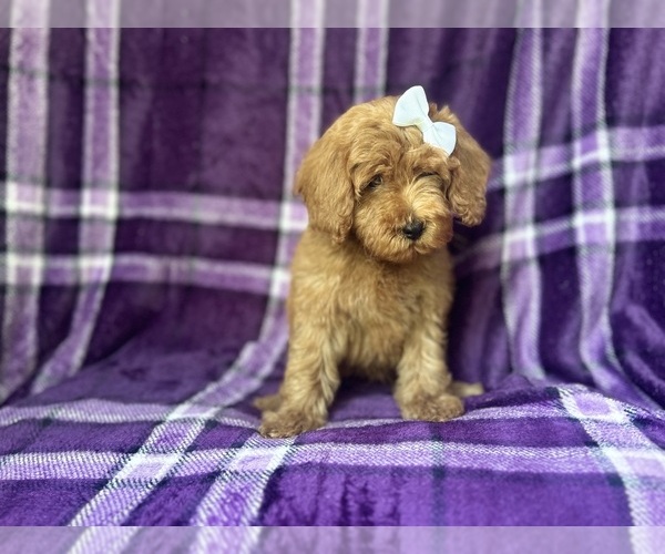 Medium Photo #5 Cock-A-Poo Puppy For Sale in LAKELAND, FL, USA