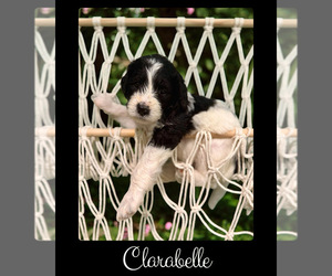Bernedoodle-Poodle (Standard) Mix Puppy for sale in MENIFEE, CA, USA