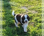 Small Photo #4 Saint Berdoodle Puppy For Sale in ELKTON, KY, USA